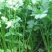 芹菜种籽，速生小芹菜，四季香芹菜种籽，产地直销