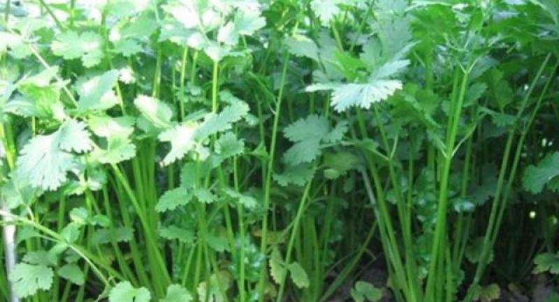 芹菜种籽，速生小芹菜，四季香芹菜种籽，产地直销