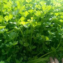 芹菜种籽，速生小芹菜，四季香芹菜种籽，产地直销