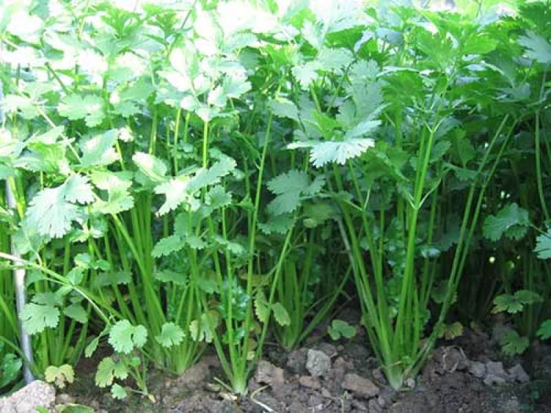 芹菜种籽，速生小芹菜，四季香芹菜种籽，产地直销
