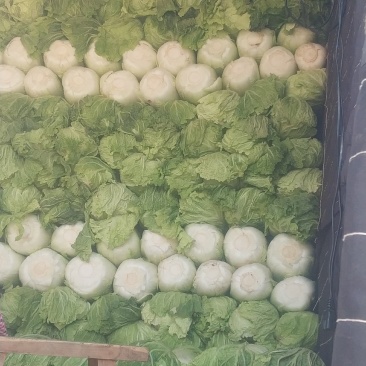 定州三号白菜，大量供应，产地直发，需要的联系