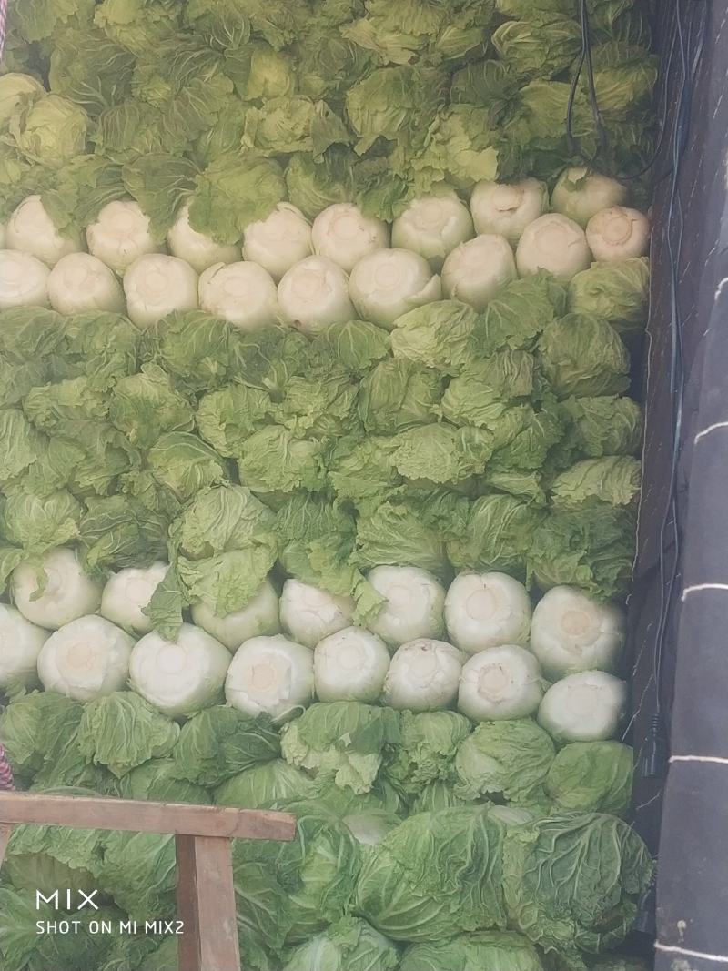 定州三号白菜，大量供应，产地直发，需要的联系