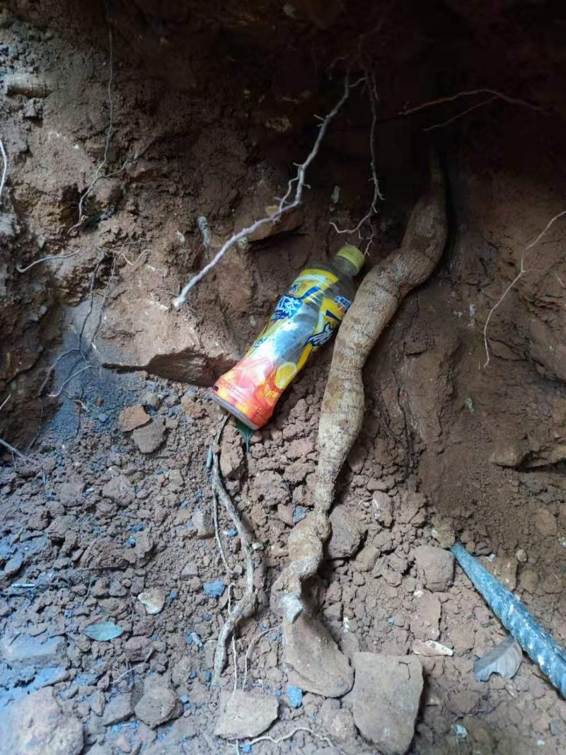 深山纯野生大叶牛大力