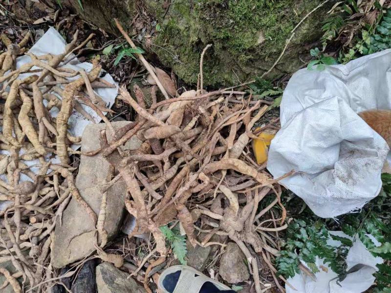 深山纯野生大叶牛大力