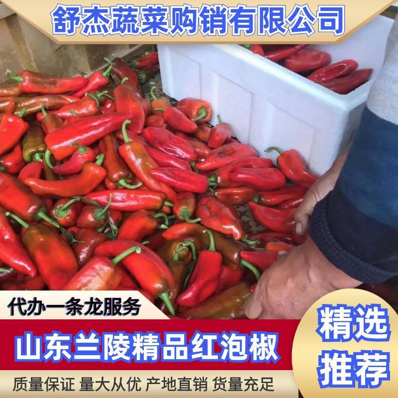 【诚信商家】精品红泡椒无马纹有光度质量保证产地直供