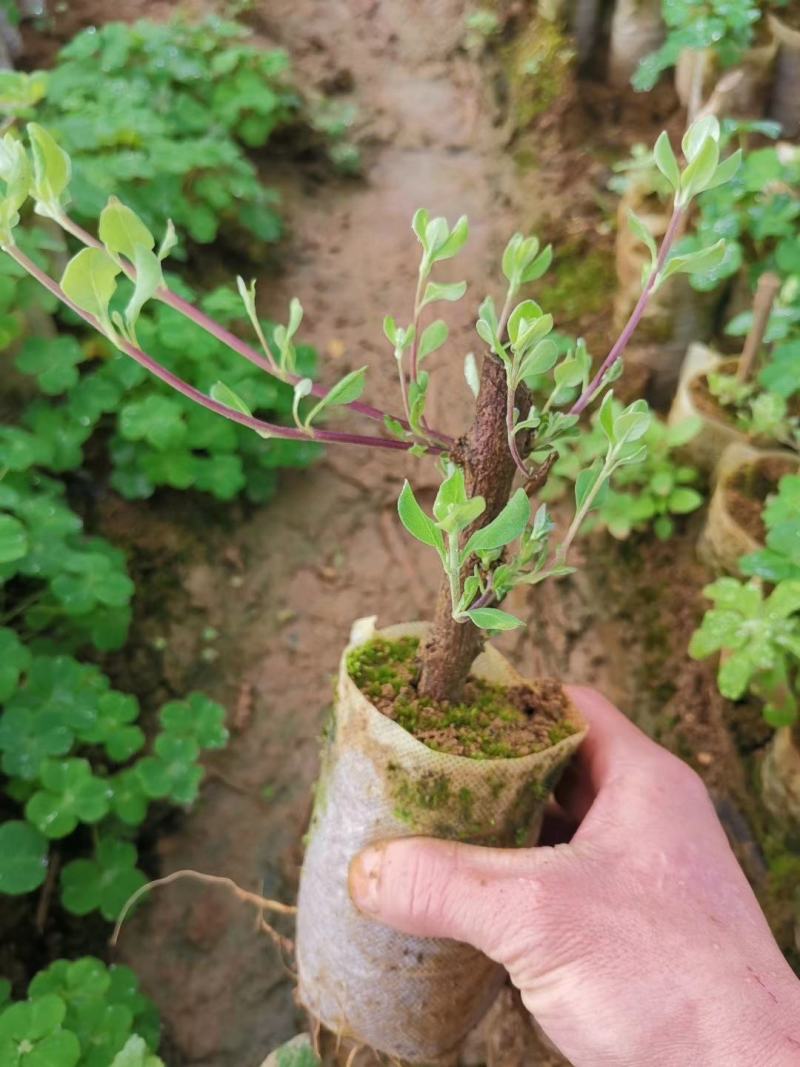 单页蔓荆子扦插苗，杯苗（包技术指导，回收）