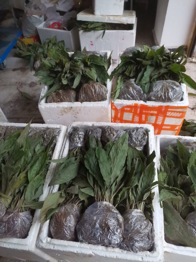 毛慈菇苗，规格苗，统货，块茎。