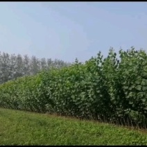 丹红杨树苗又名当阳红杨树苗