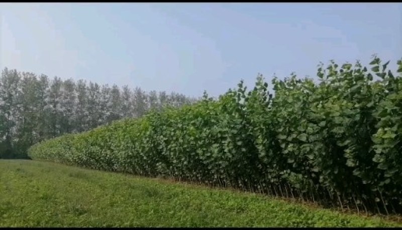 丹红杨树苗又名当阳红杨树苗
