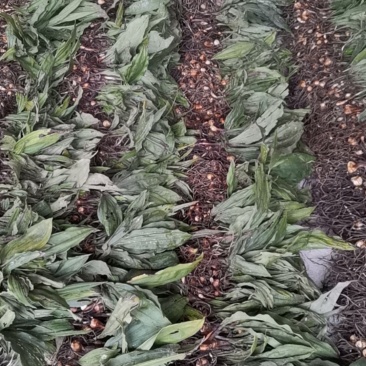 毛慈菇苗，规格苗，统货，块茎。