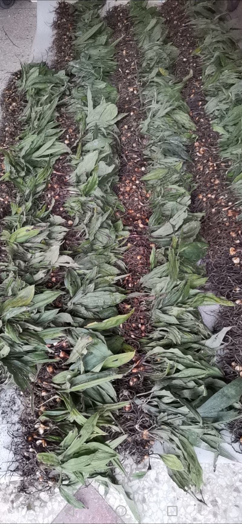 毛慈菇苗，规格苗，统货，块茎。