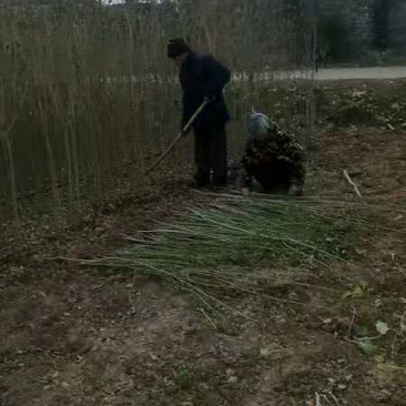 乌桕树苗当年乌桕树苗