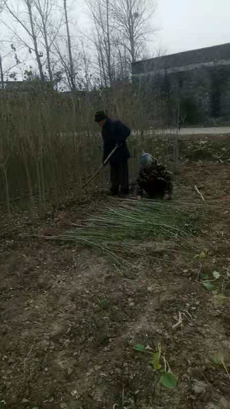 乌桕树苗当年乌桕树苗