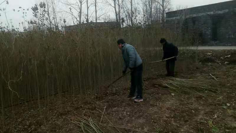 乌桕树苗当年乌桕树苗