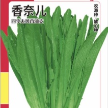 油麦菜种籽，香油麦，四季香，满园香油麦菜种籽，