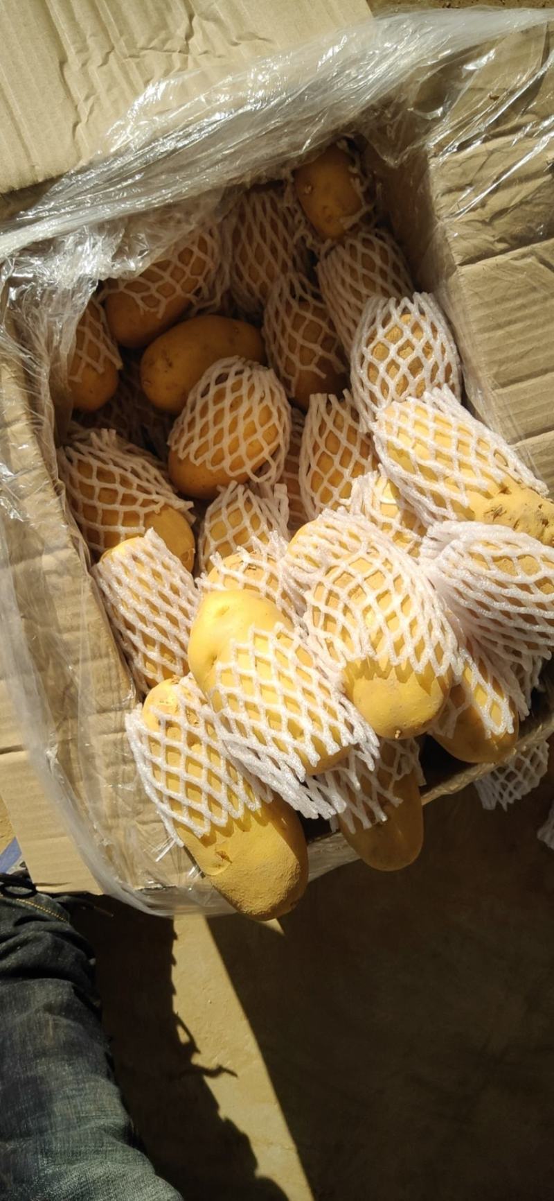 【实力商家】山东【平阴】荷兰土豆三两通天货精品冷库储存