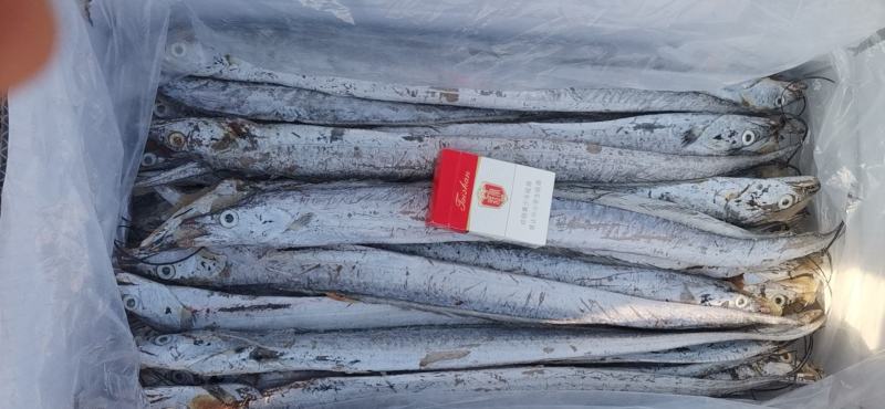 三证齐全冻品带鱼（鲜活速冻），一手货源，质量保证，量大，