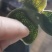 中药材原产地三花陈皮（青）