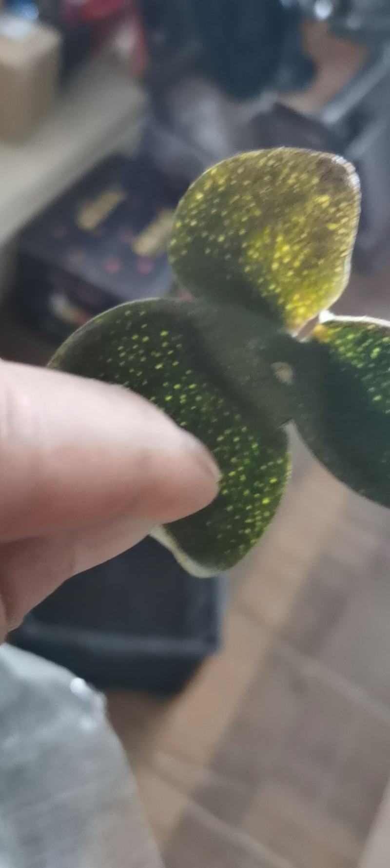 中药材原产地三花陈皮（青）