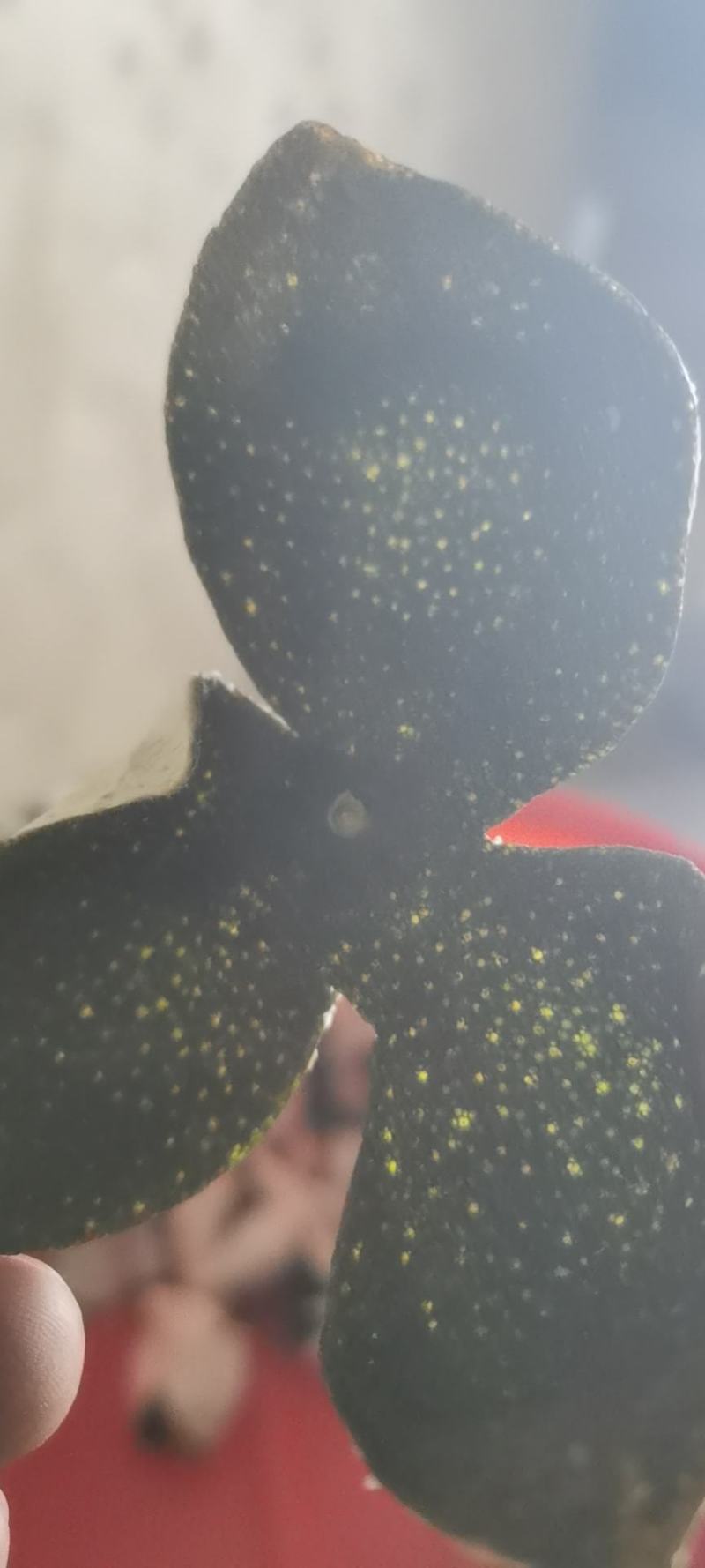 中药材原产地三花陈皮（青）
