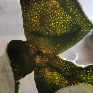 中药材原产地三花陈皮（青）