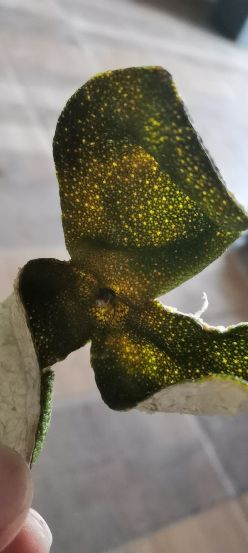 中药材原产地三花陈皮（青）
