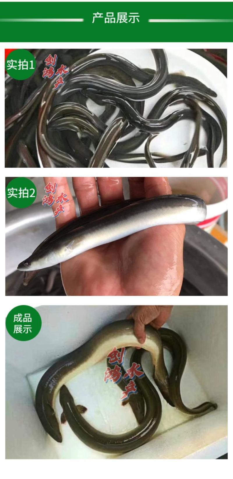 日本鳗鱼苗白鳝苗花鳗鱼苗花锦鳝鳗鲡苗淡水养殖