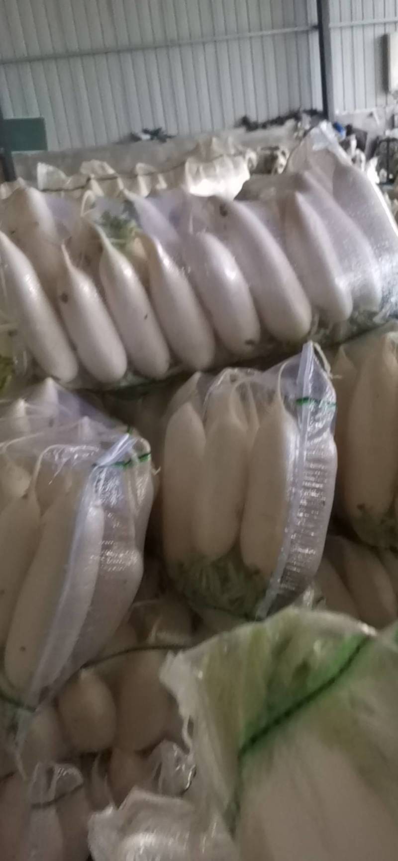 【荐】沙洋白萝卜精品小白萝卜鲜嫩精致好吃精品通货均有