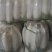 【荐】沙洋白萝卜精品小白萝卜鲜嫩精致好吃精品通货均有