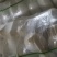 【荐】沙洋白萝卜精品小白萝卜鲜嫩精致好吃精品通货均有