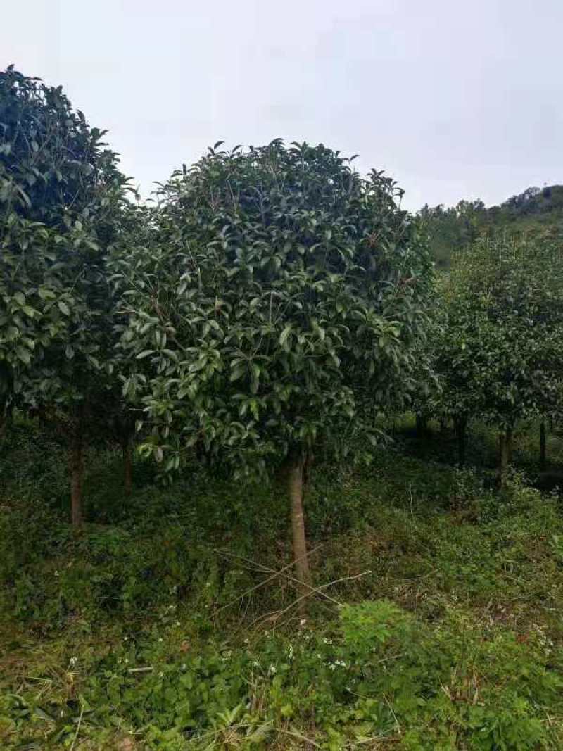 桂花，丛生桂花，四季桂，产地发货，对接大型采购商