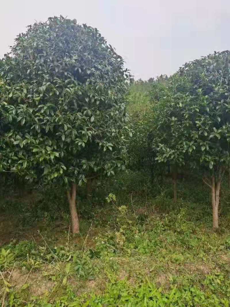 桂花，丛生桂花，四季桂，产地发货，对接大型采购商