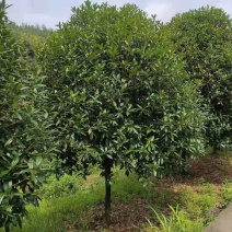 桂花，丛生桂花，四季桂，产地发货，对接大型采购商