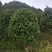 桂花，丛生桂花，四季桂，产地发货，对接大型采购商