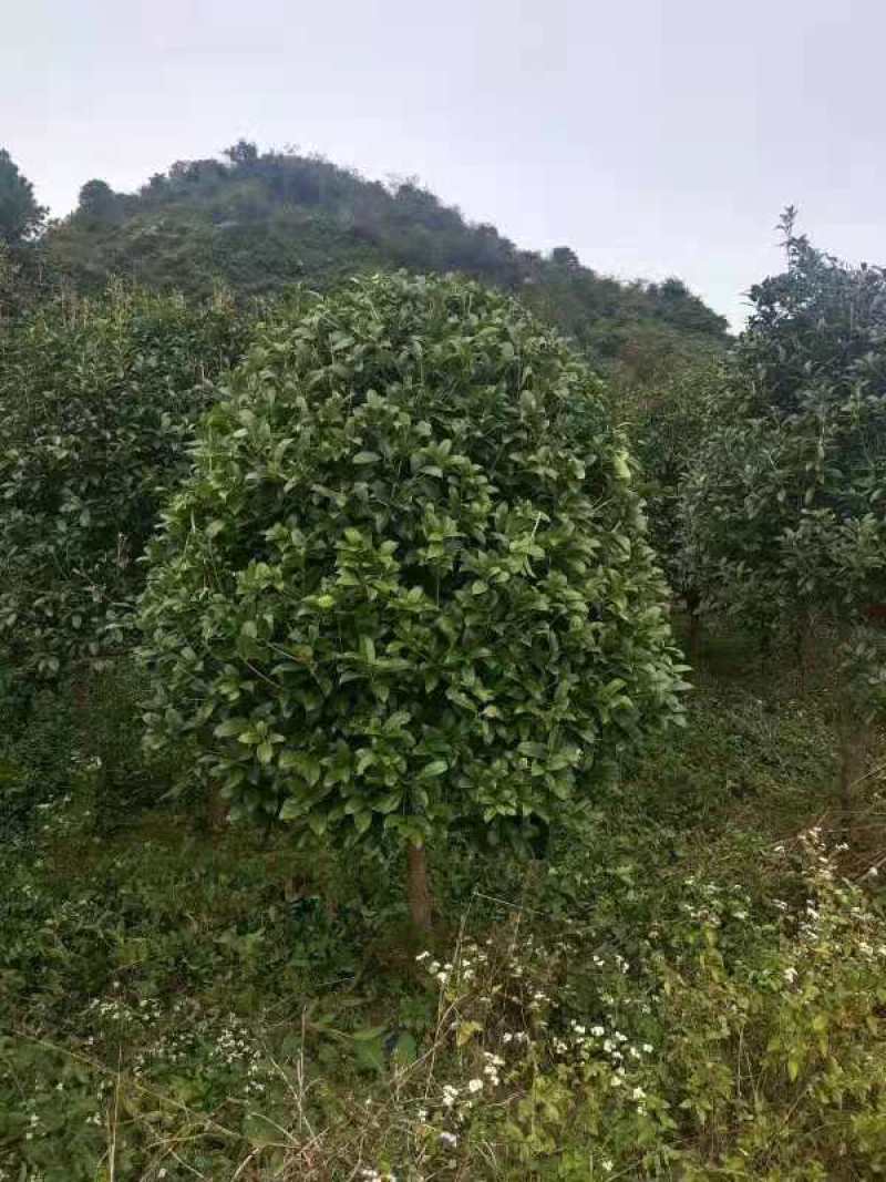 桂花，丛生桂花，四季桂，产地发货，对接大型采购商