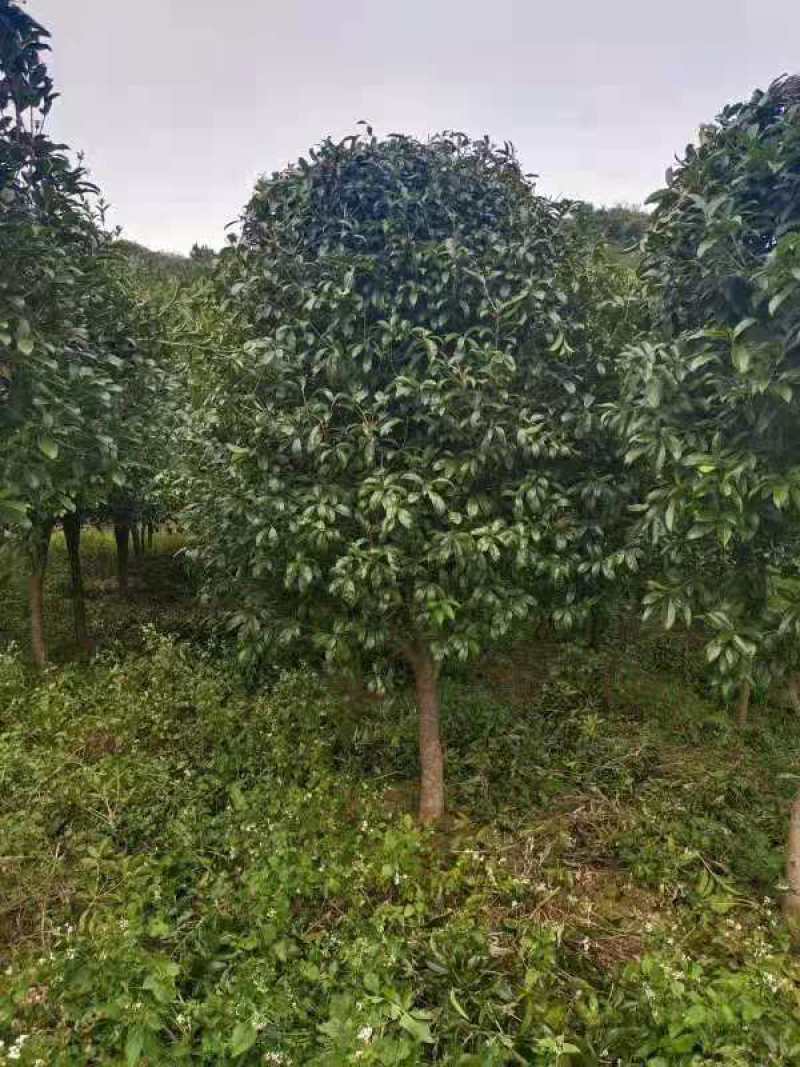 桂花，丛生桂花，四季桂，产地发货，对接大型采购商