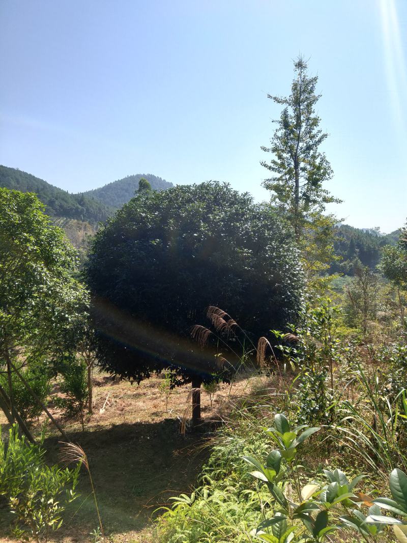 桂花，丛生桂花，四季桂，产地发货，对接大型采购商
