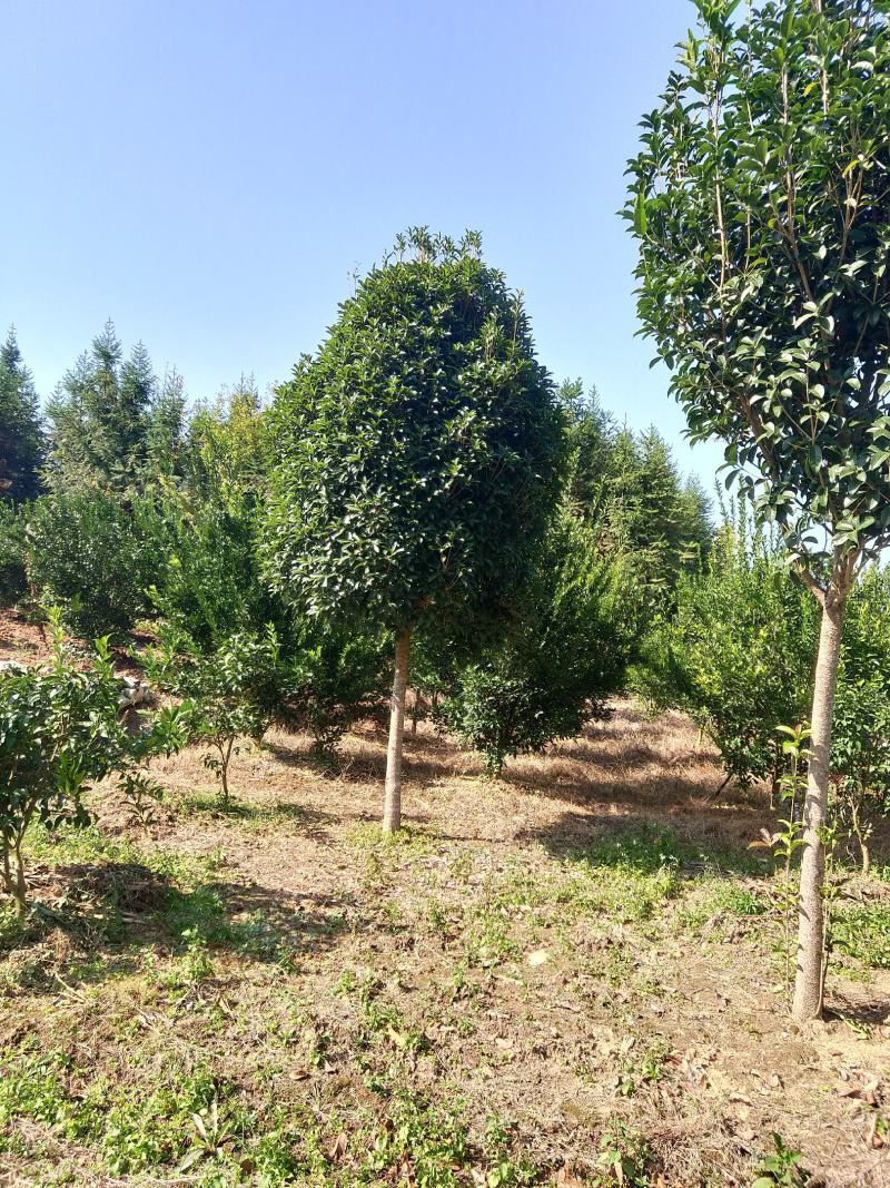 桂花，丛生桂花，四季桂，产地发货，对接大型采购商