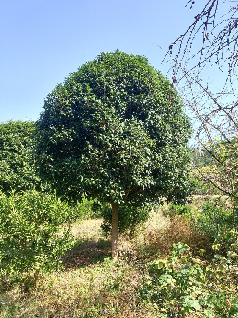 桂花，丛生桂花，四季桂，产地发货，对接大型采购商