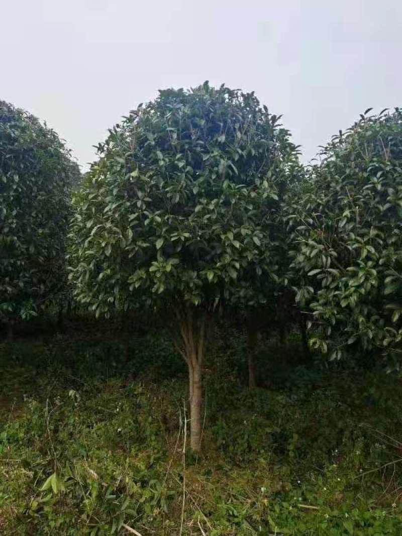 桂花，丛生桂花，四季桂，产地发货，对接大型采购商