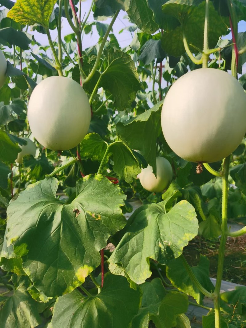 海南反季节哈蜜瓜大量供應