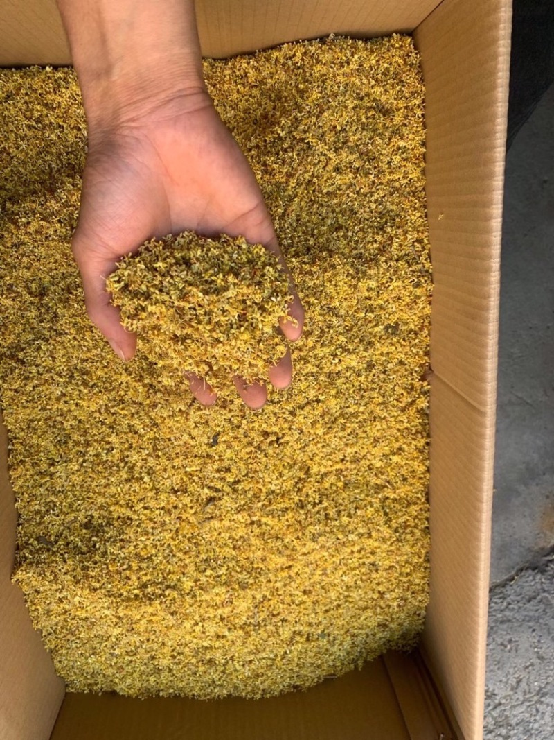干桂花大货，一手货源，产地批发量大重优，大量上新