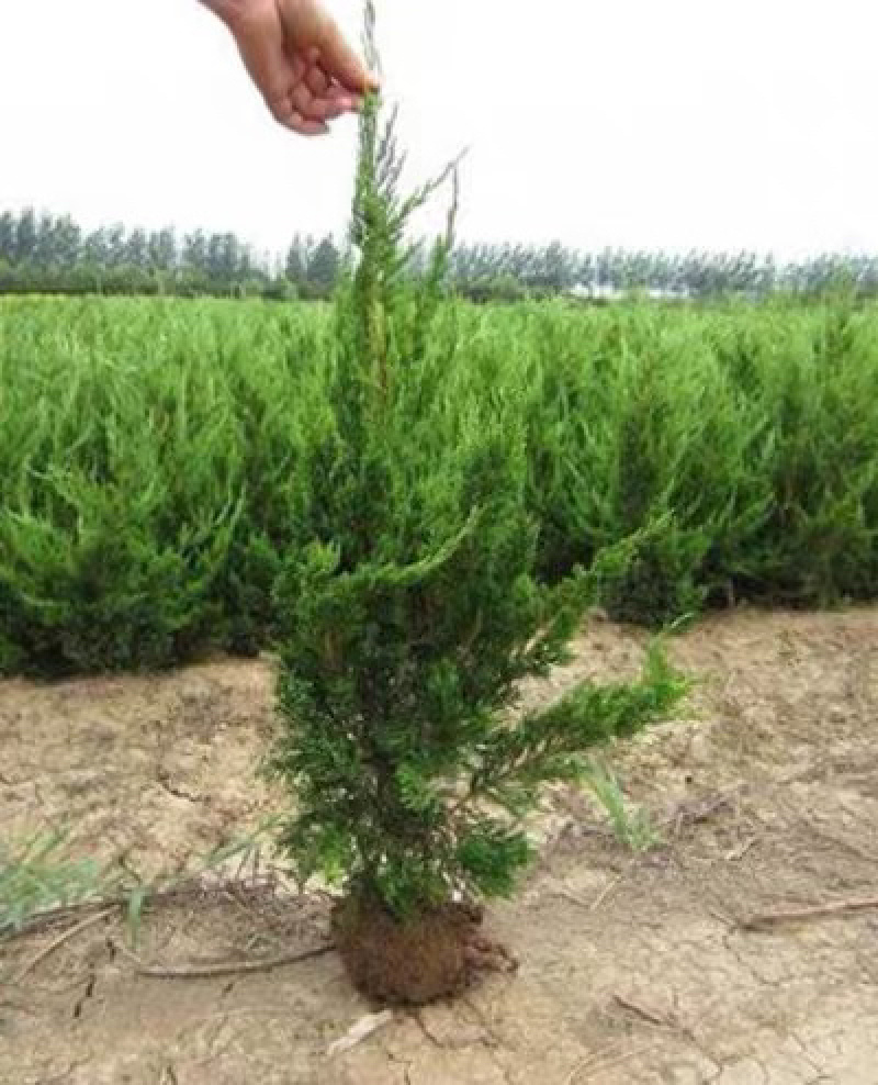 工程道路庭院绿化苗龙柏多种规格大量现货价格优惠