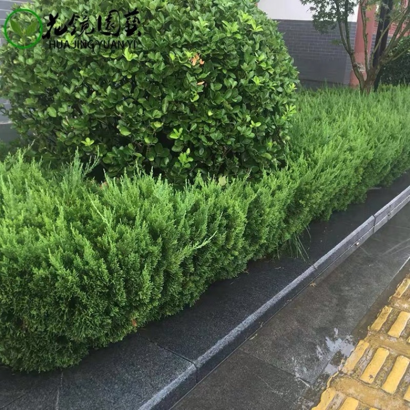 工程道路庭院绿化苗龙柏多种规格大量现货价格优惠
