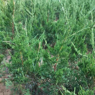 工程道路庭院绿化苗龙柏多种规格大量现货价格优惠