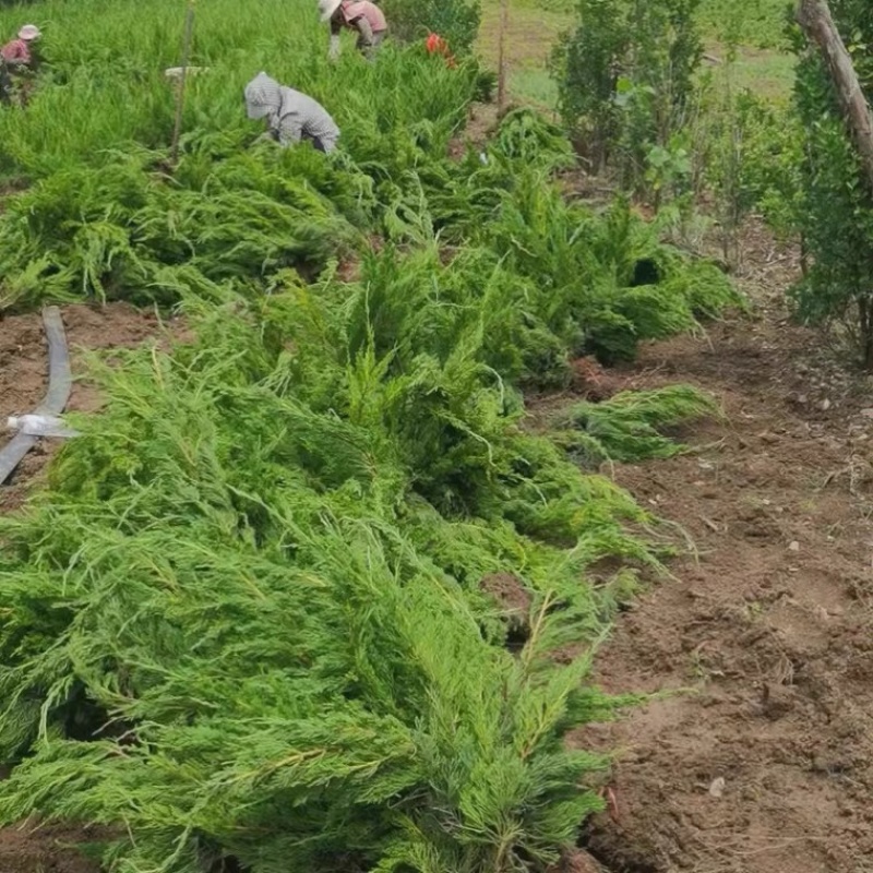 工程道路庭院绿化苗龙柏多种规格大量现货价格优惠