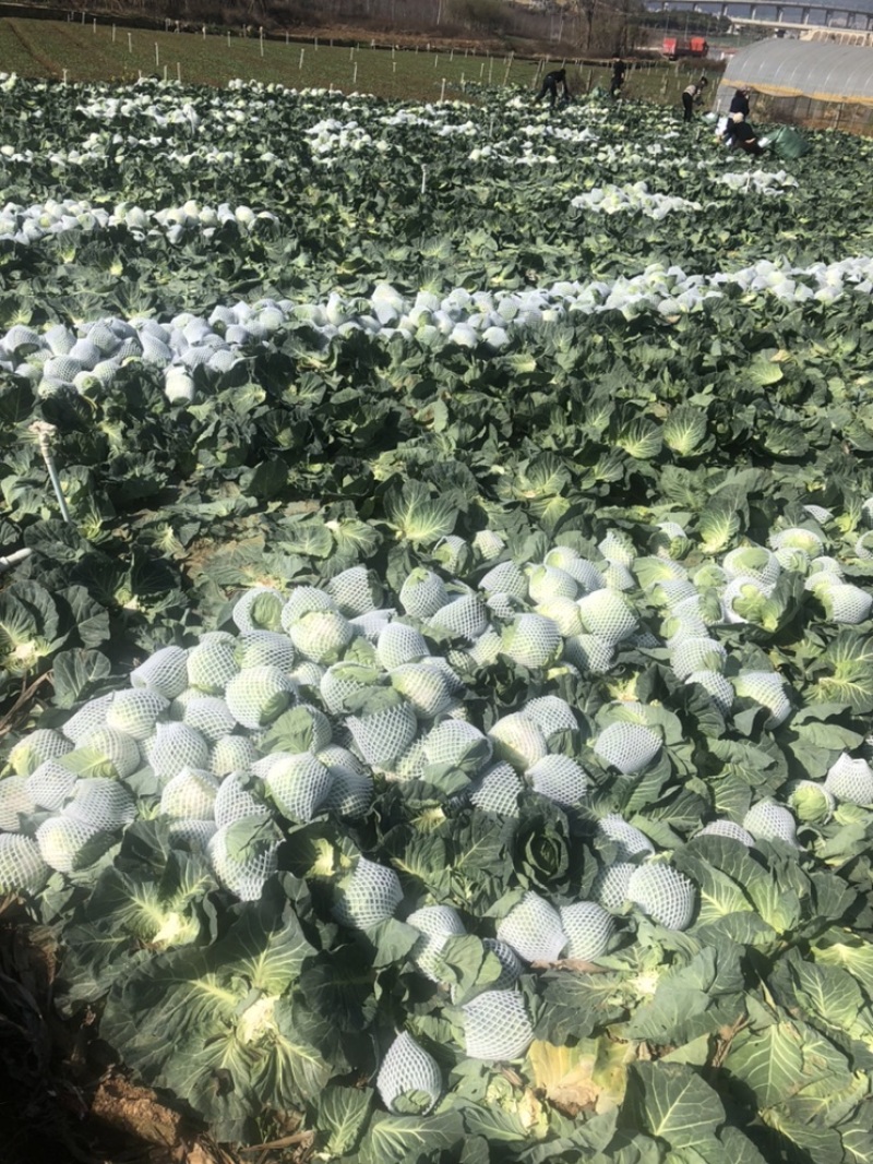 云南省泸西县常年供应甘兰基地直供一手货源无中间环节