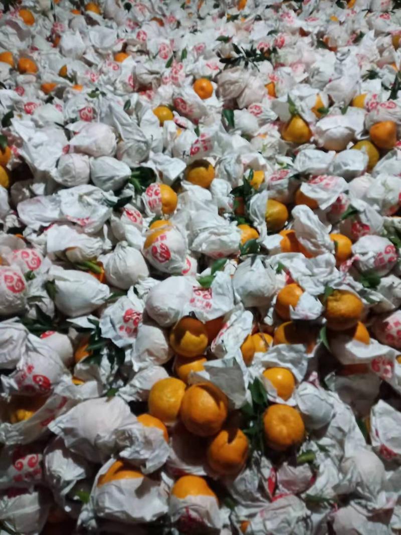 四川耙耙柑二级果纯甜化渣二万斤出货量每天
