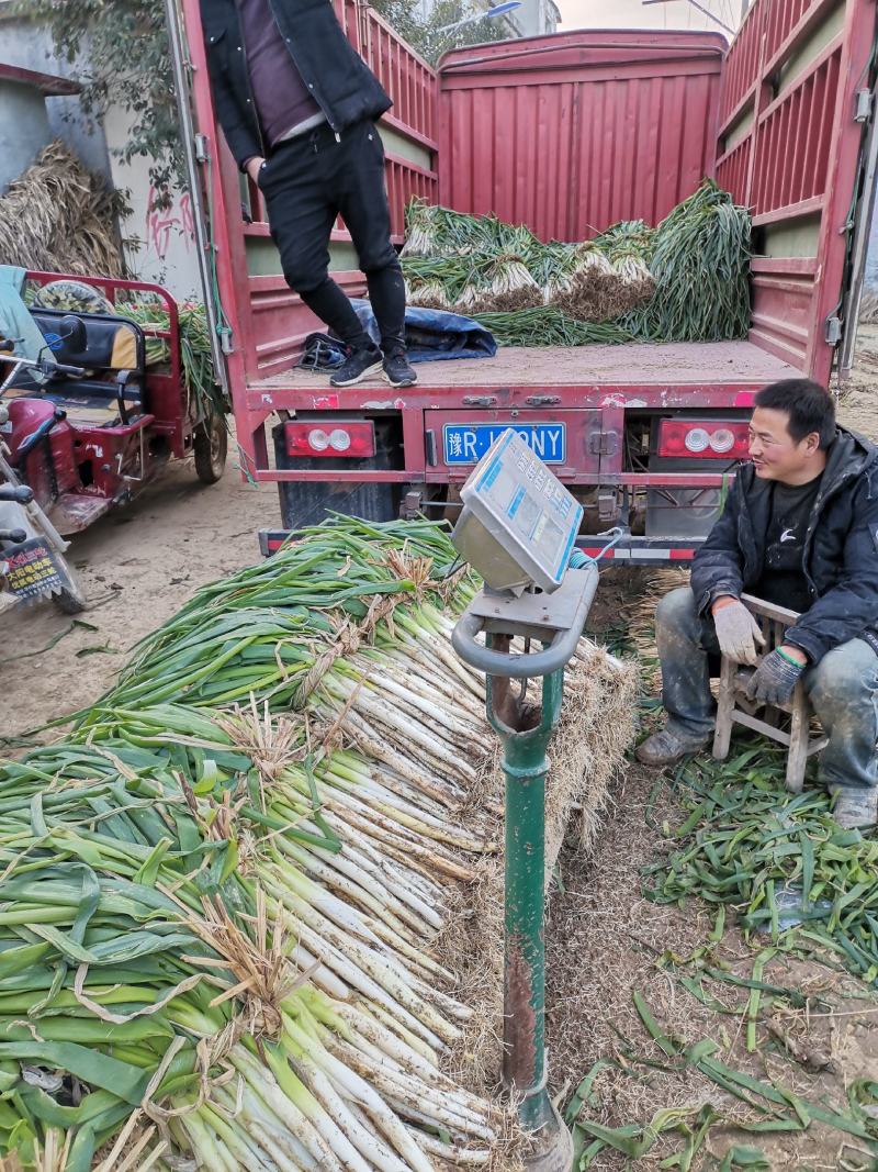唐河优质大葱黄分葱地头价