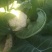 宾川白花莱价格略微上调中: